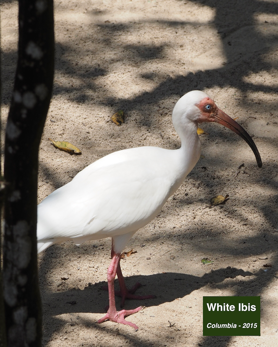 White Ibis - ML413160111