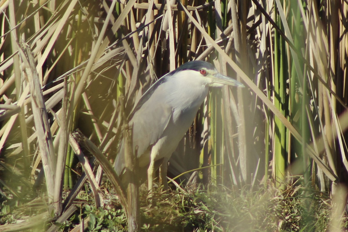 Ногоовор зашин - ML413160791