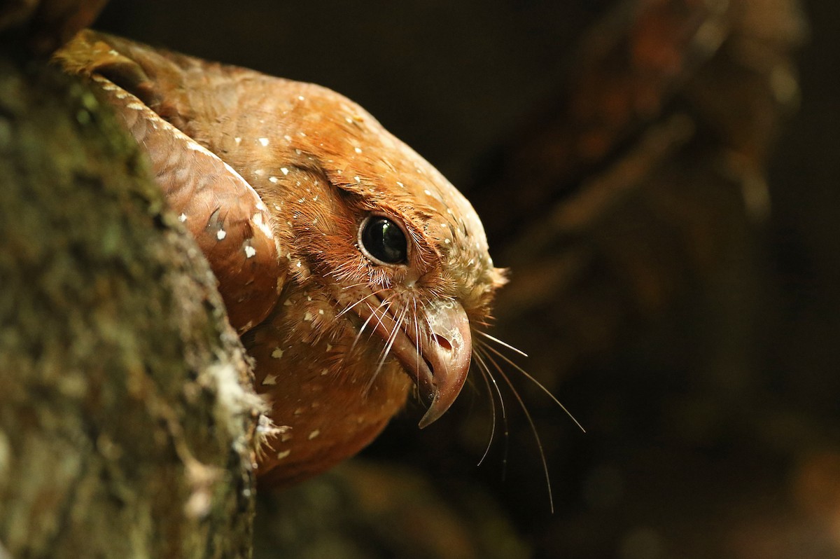 Oilbird - Luke Seitz