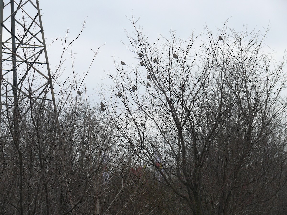 Bohemian Waxwing - ML413161451