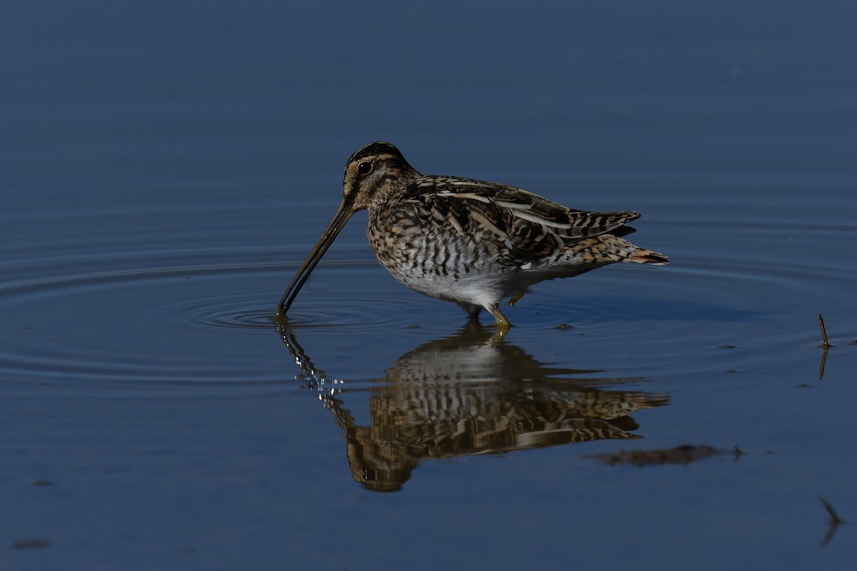 Common Snipe - ML413161671