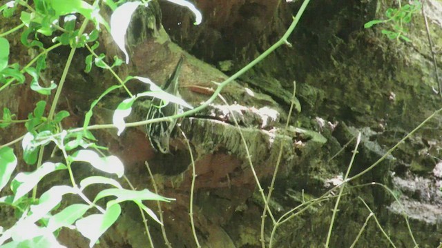 Black-and-white Warbler - ML413161691