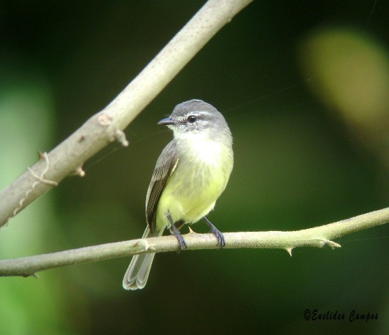 Sooty-headed Tyrannulet - ML41316381