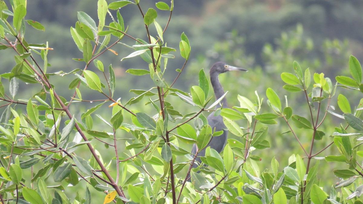 Little Blue Heron - ML413165931