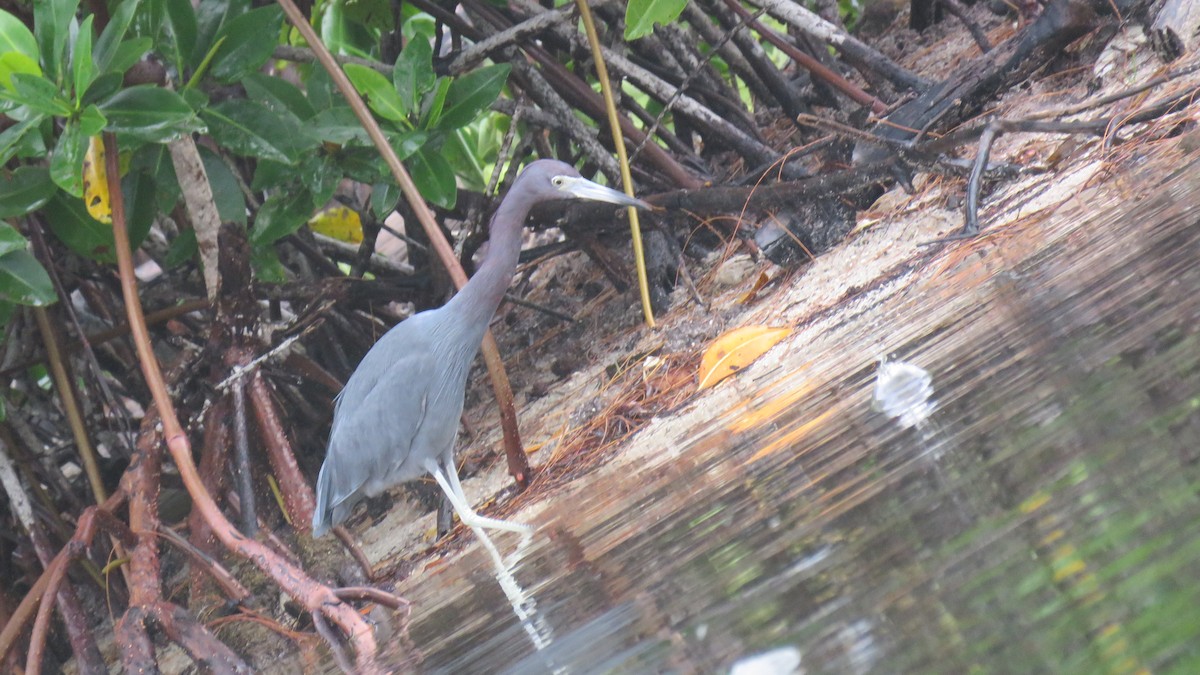 Little Blue Heron - ML413165951