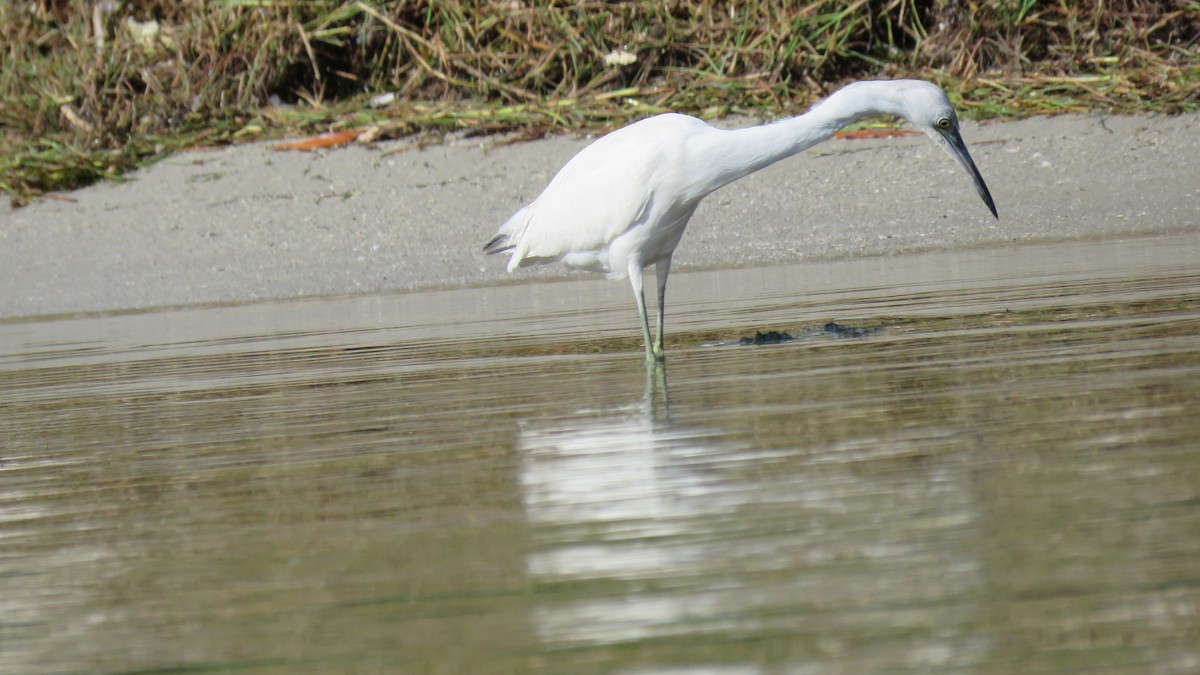 Little Blue Heron - ML413166231