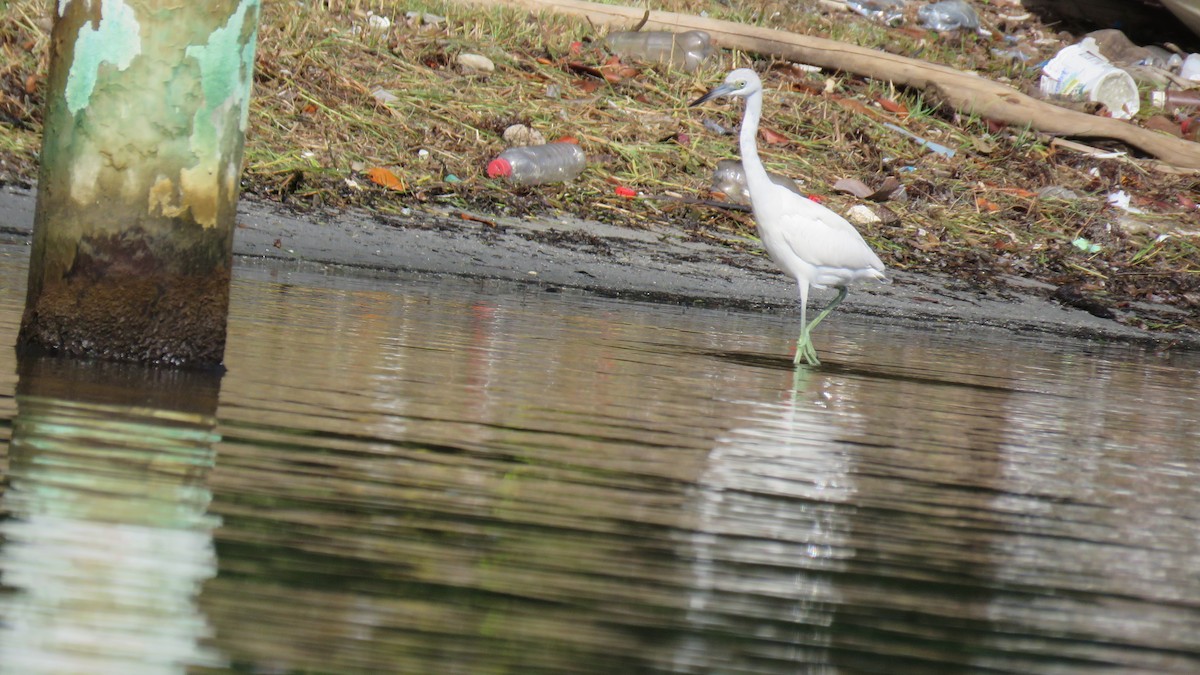 Little Blue Heron - ML413166261