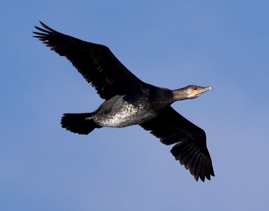 Great Cormorant - Kim Abplanalp