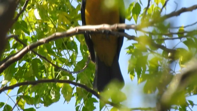 Orange-bellied Leafbird - ML413166491