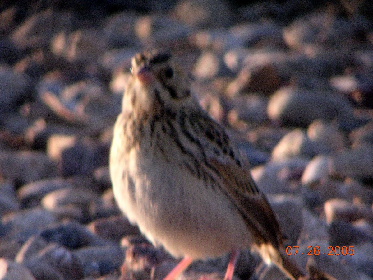 Baird's Sparrow - ML41316791