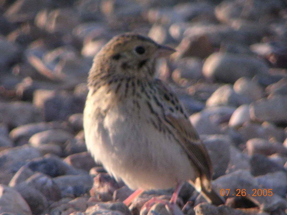 Baird's Sparrow - ML41316801