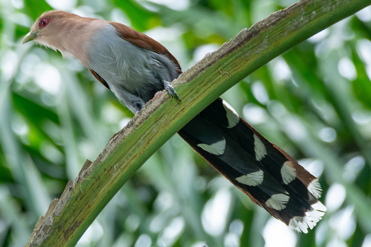 Squirrel Cuckoo - ML413170281