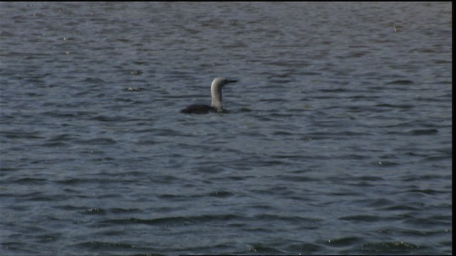 Red-throated Loon - ML413171