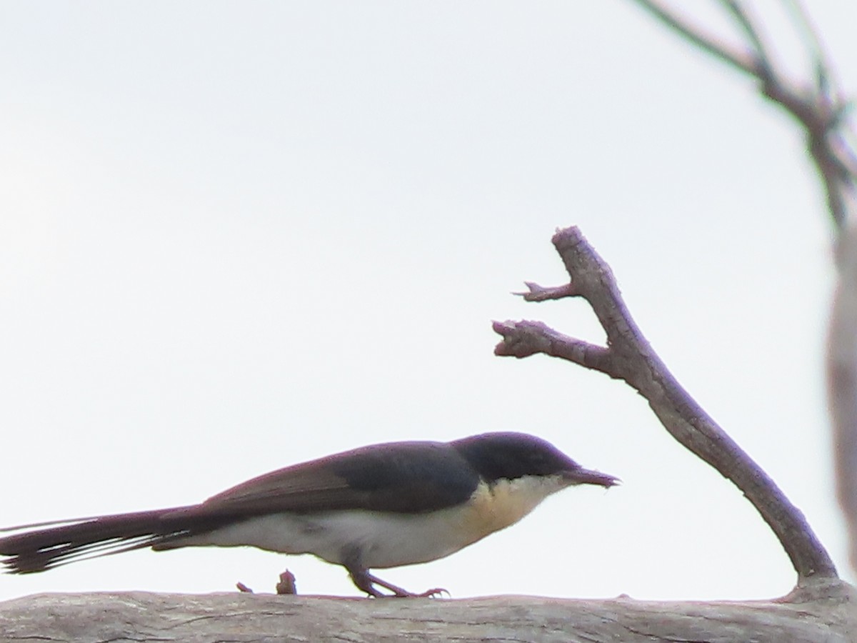 Restless Flycatcher - ML413172601