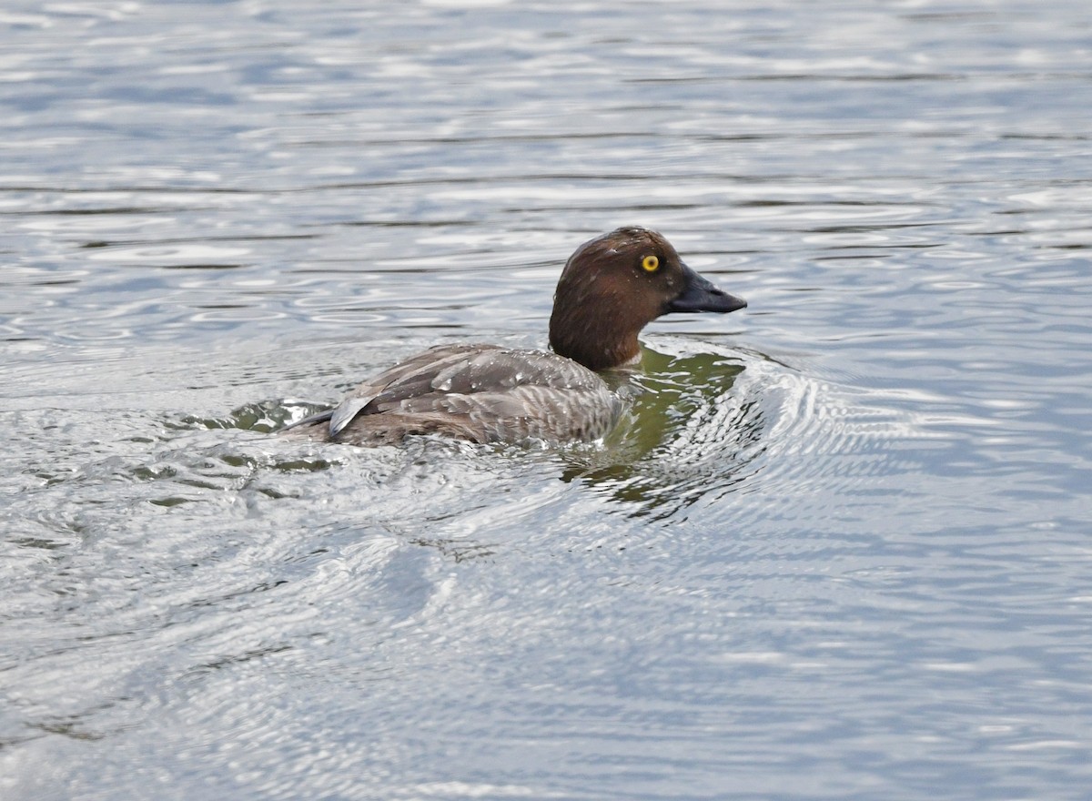 Common Goldeneye - ML413174541