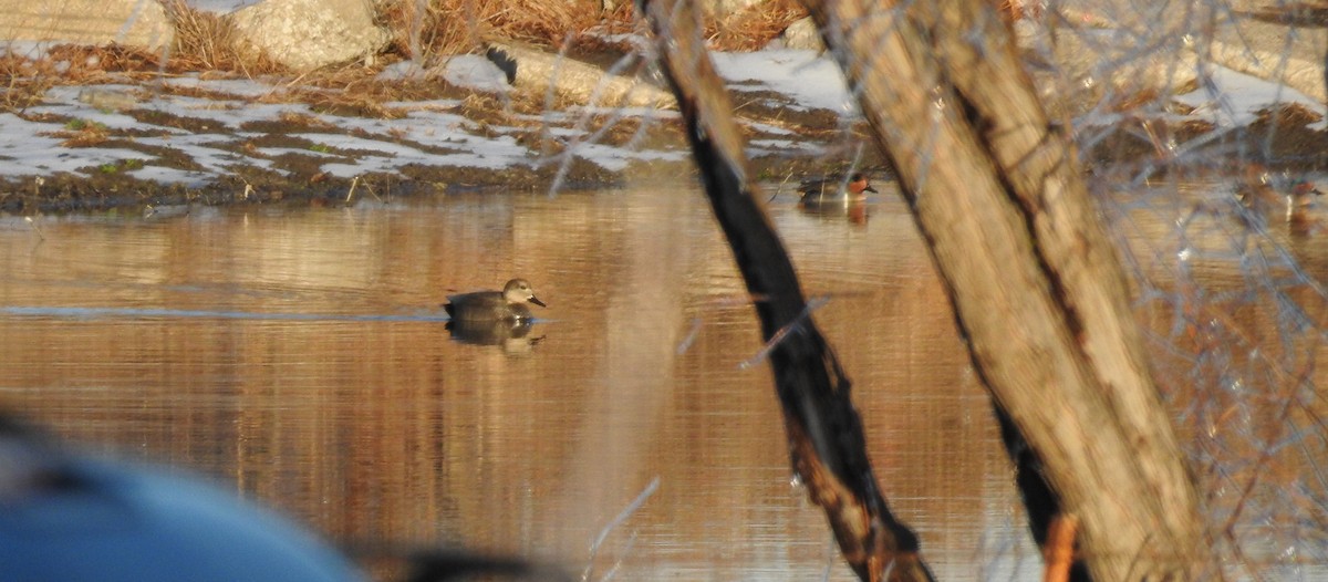 Çamurcun (carolinensis) - ML413175221