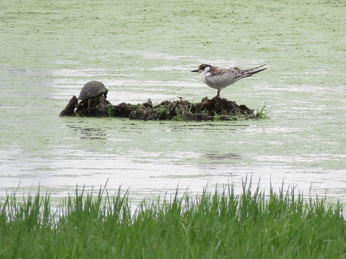 Whiskered Tern - ML413175251