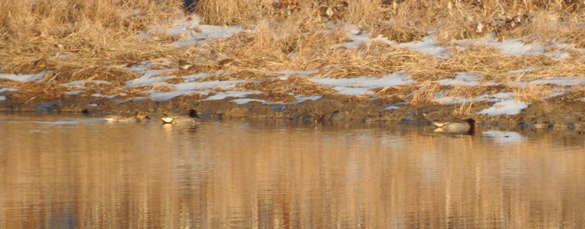 小水鴨(carolinensis) - ML413175381