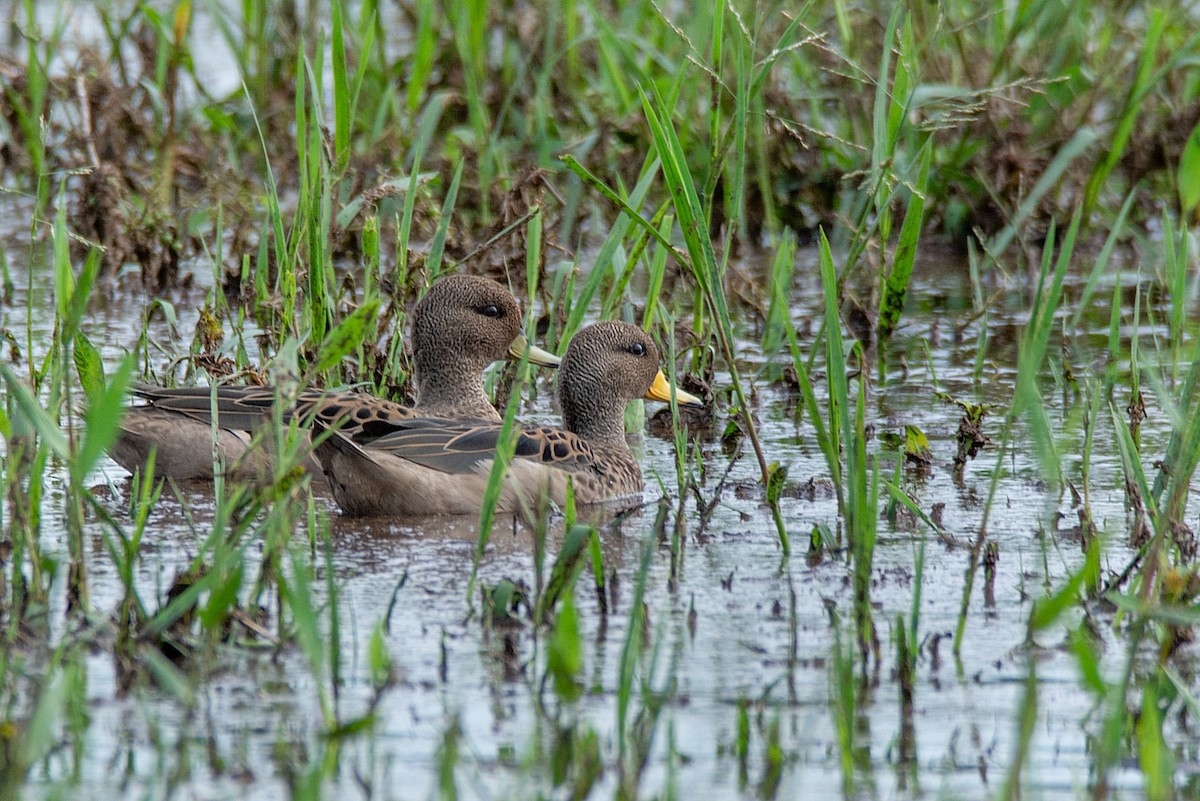 Yellow-billed Teal - ML413175451