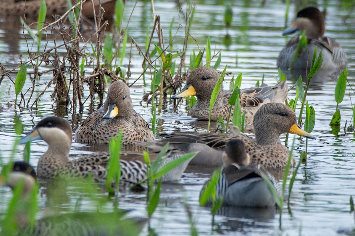 Yellow-billed Teal - ML413175471