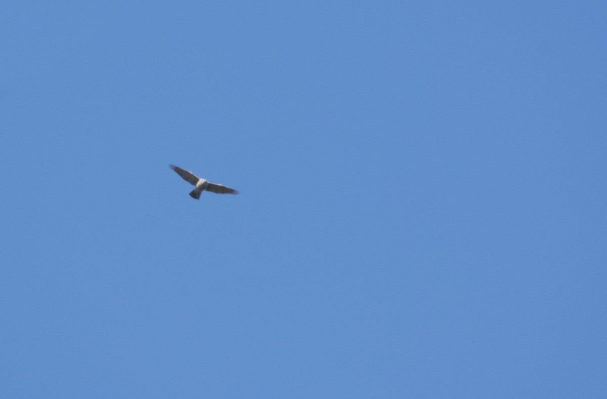 Eurasian Goshawk - Giota Bourneli