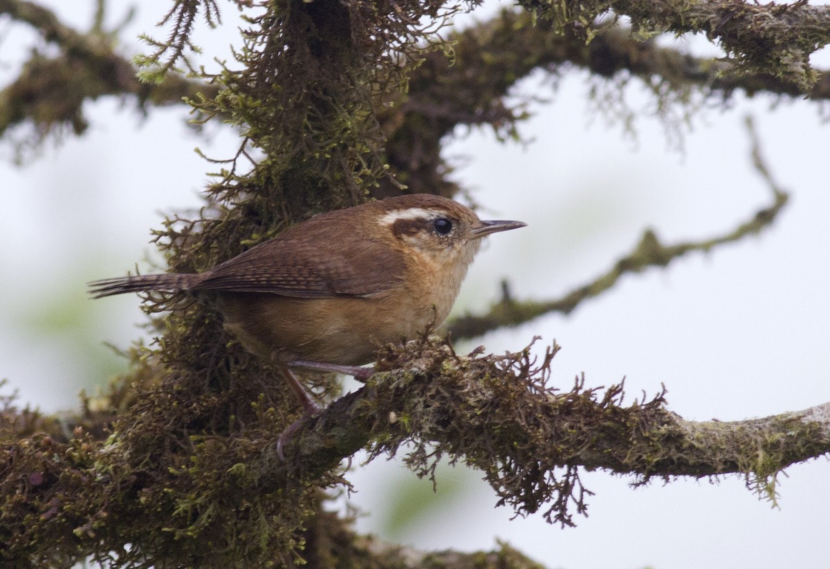 Mountain Wren - Bennett Hennessey