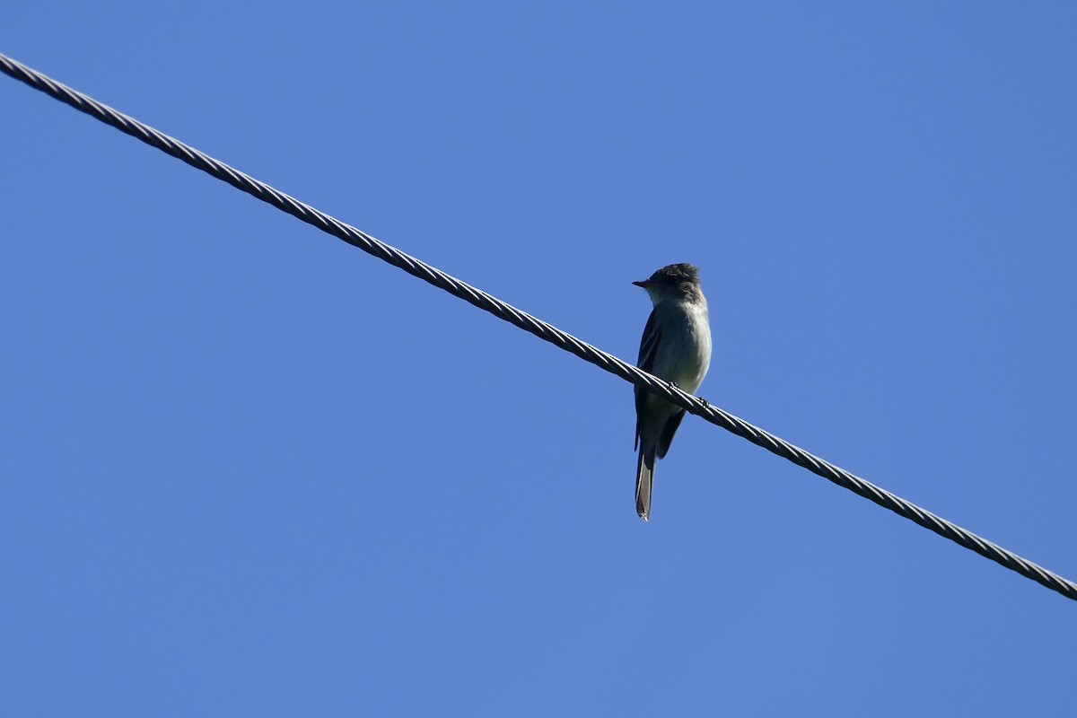 Eastern Wood-Pewee - ML413179781