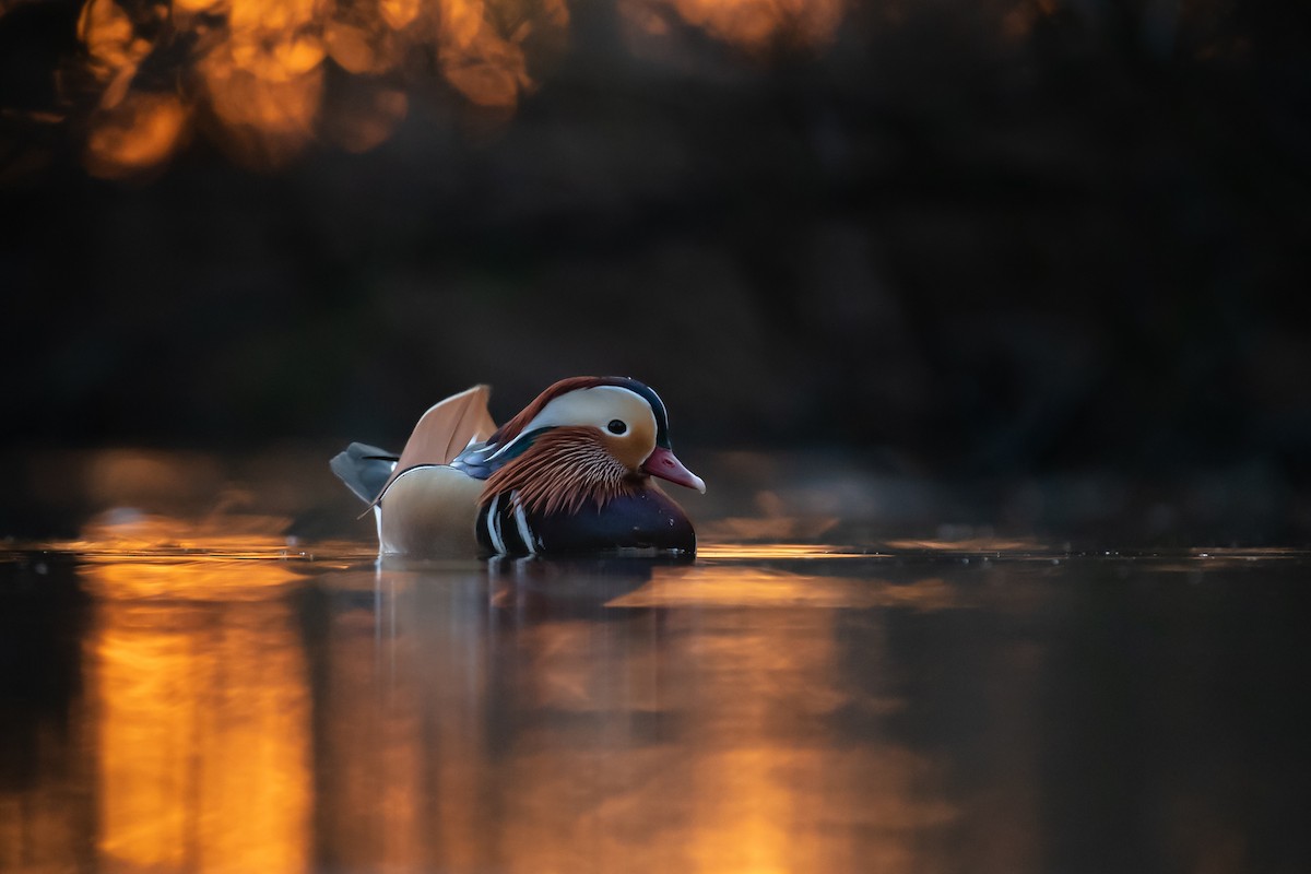 Mandarin Duck - ML413179961