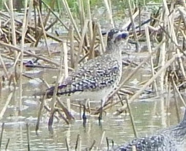 American Golden-Plover - ML413180031