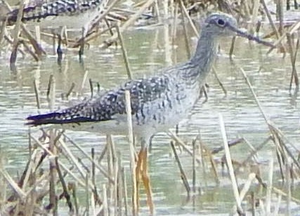 Greater Yellowlegs - ML413181051