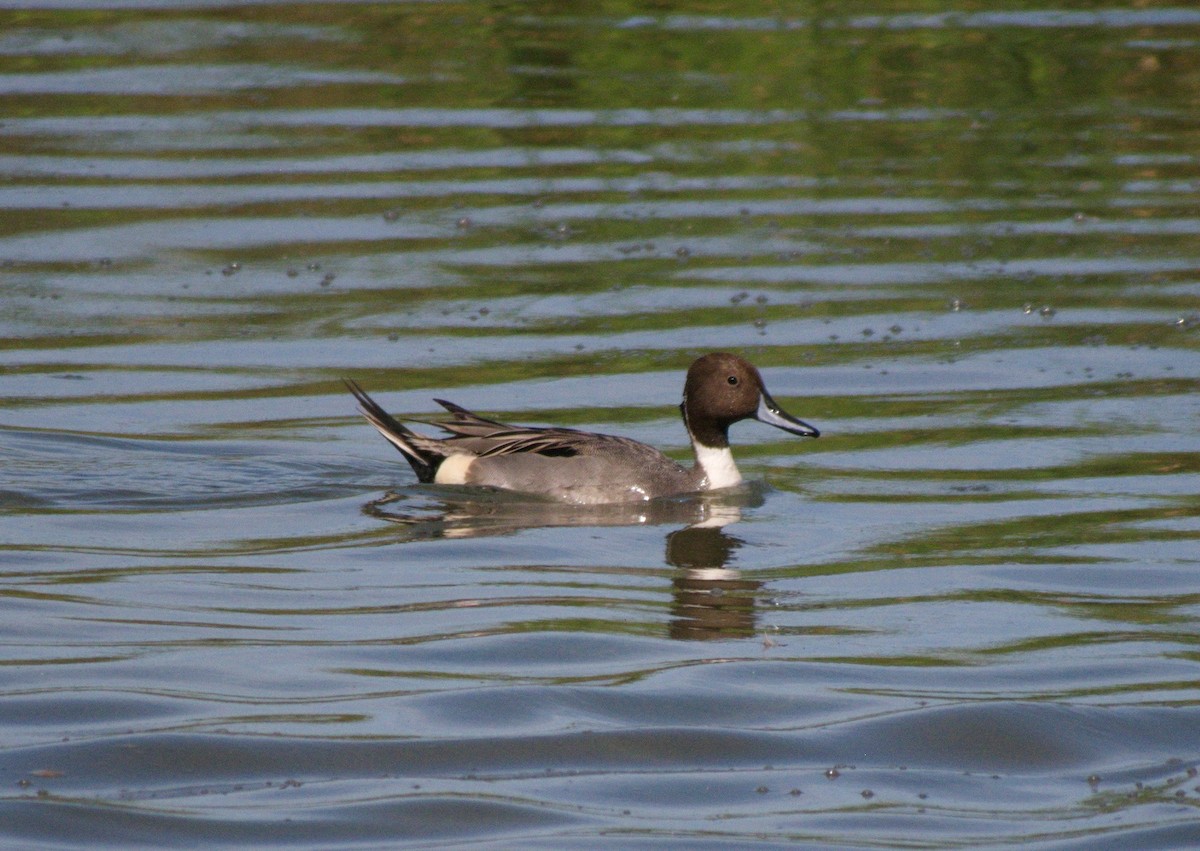 Northern Pintail - ML41318251