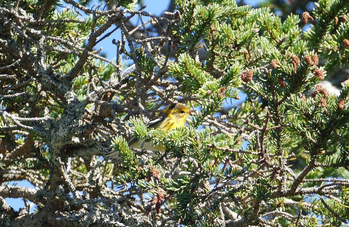 Cape May Warbler - ML413182781