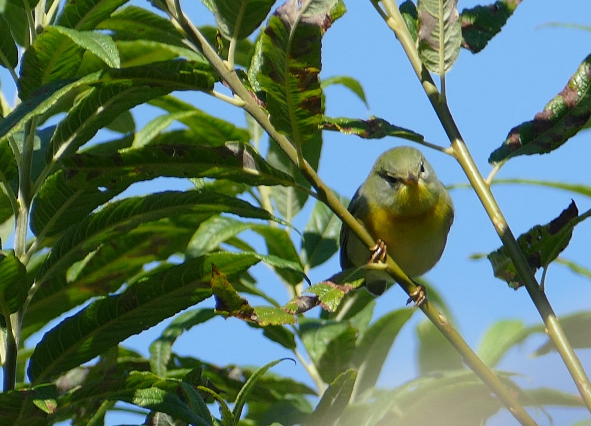 Parula Norteña - ML413184601