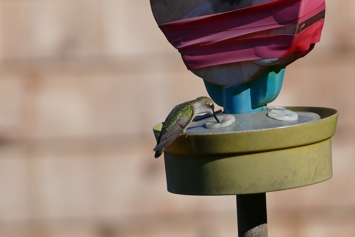 Ruby-throated Hummingbird - ML413184881