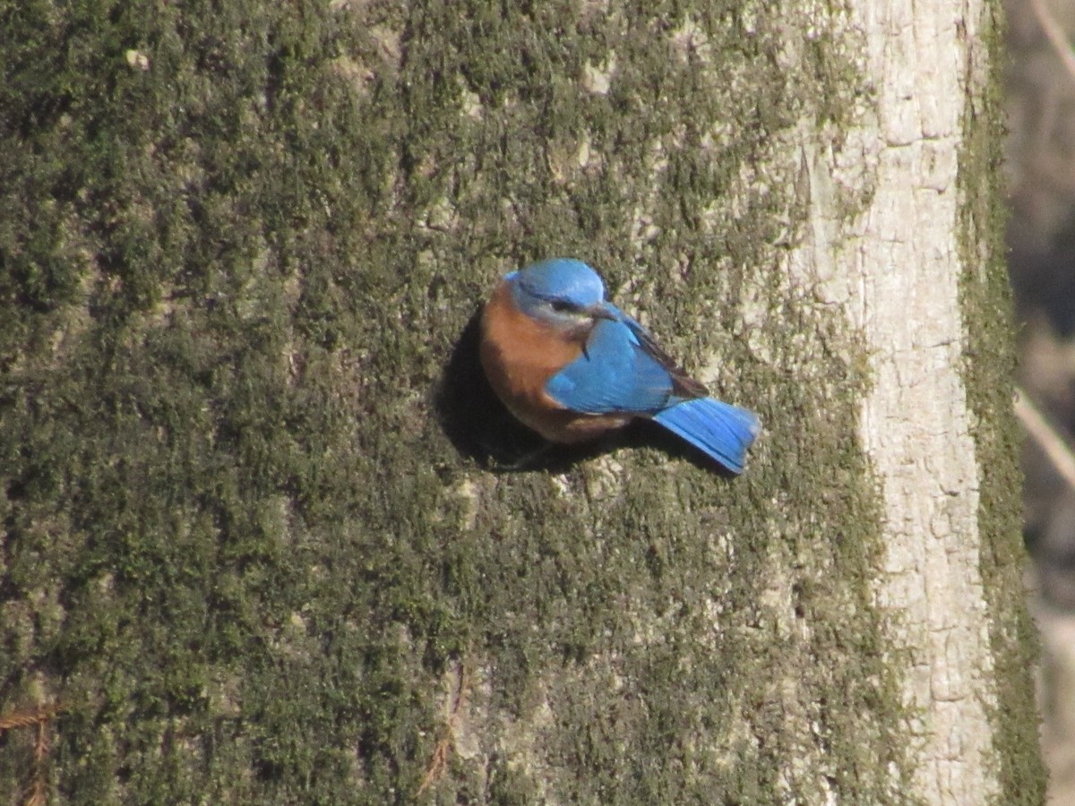 Eastern Bluebird - ML413185471