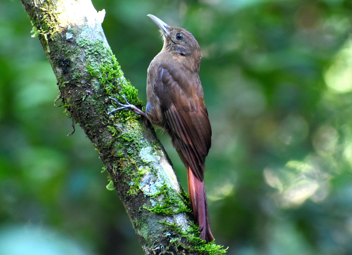 Plain-winged Woodcreeper - ML413185511