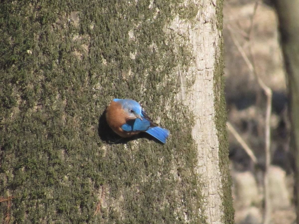 Eastern Bluebird - ML413185541