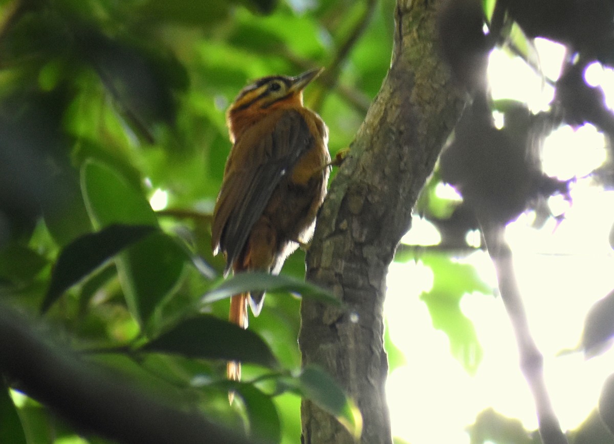 Black-capped Foliage-gleaner - silvina collado