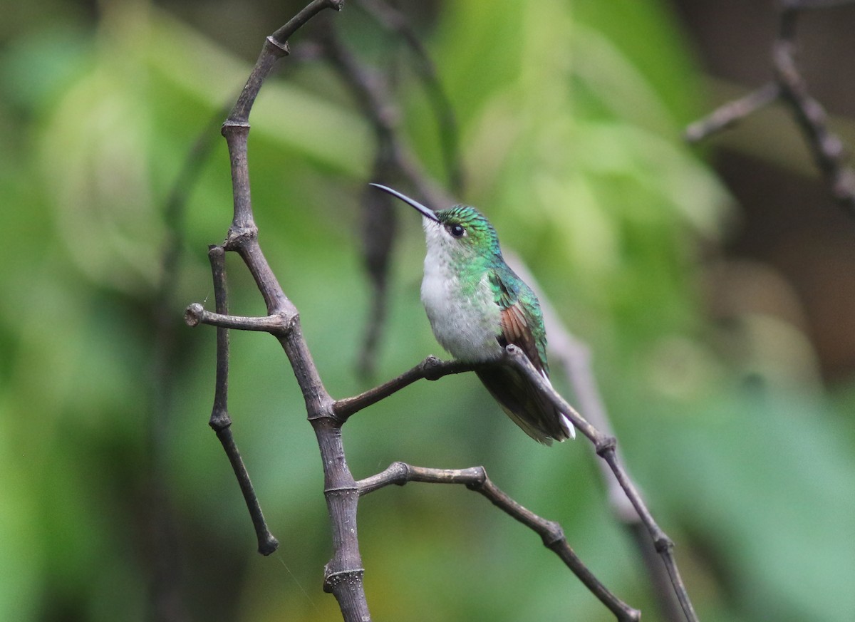 White-tailed Hummingbird - Amy McAndrews