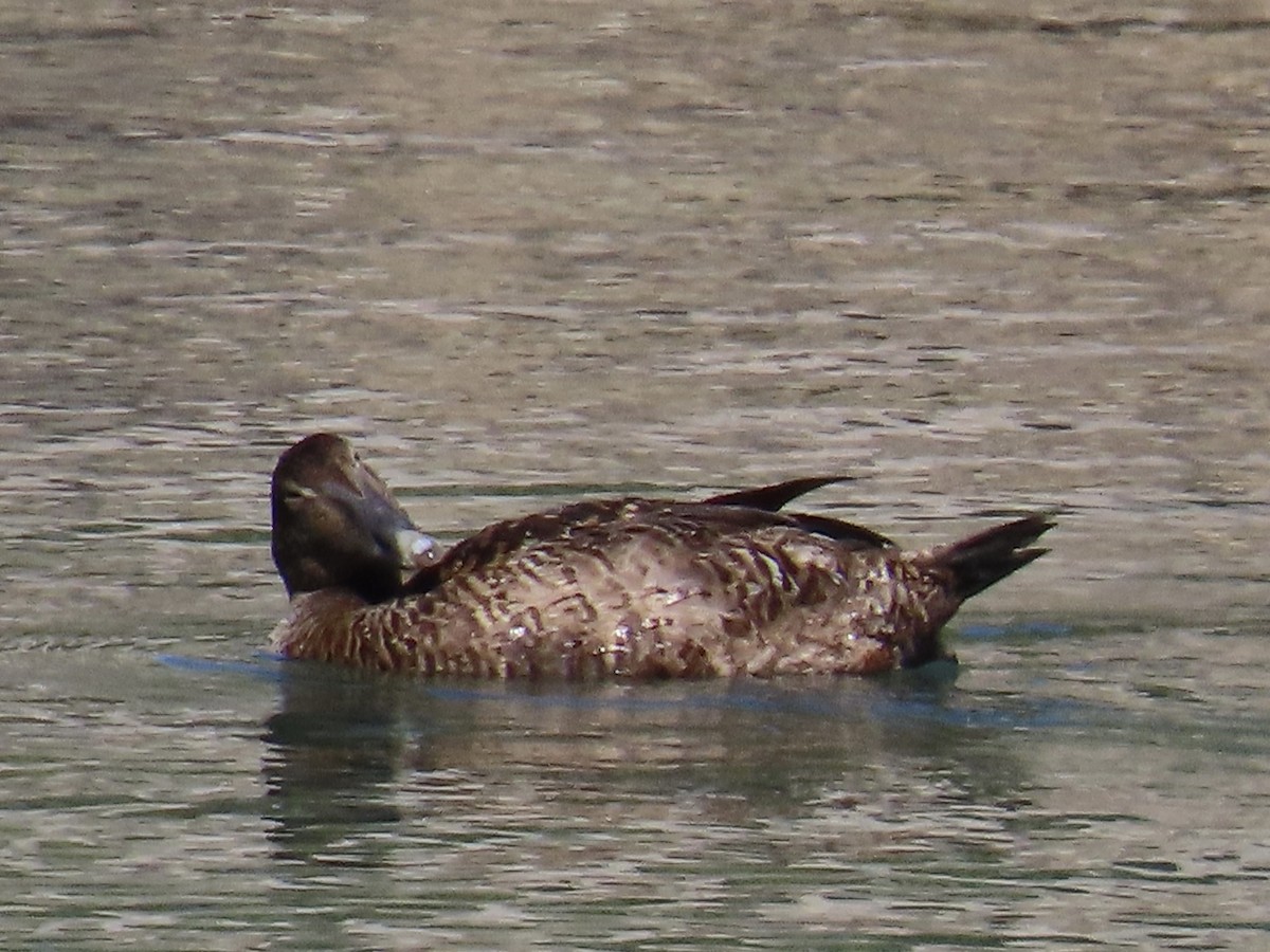 Common Eider - ML413186491