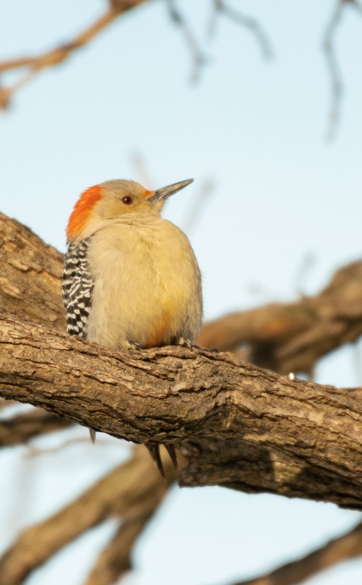 Red-bellied Woodpecker - Suzy Deese