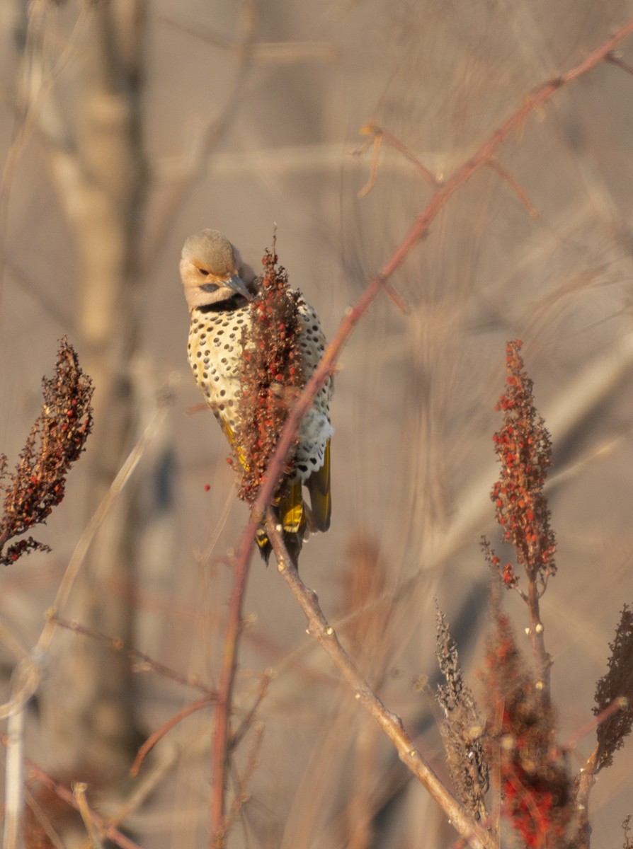 Northern Flicker - ML413187981