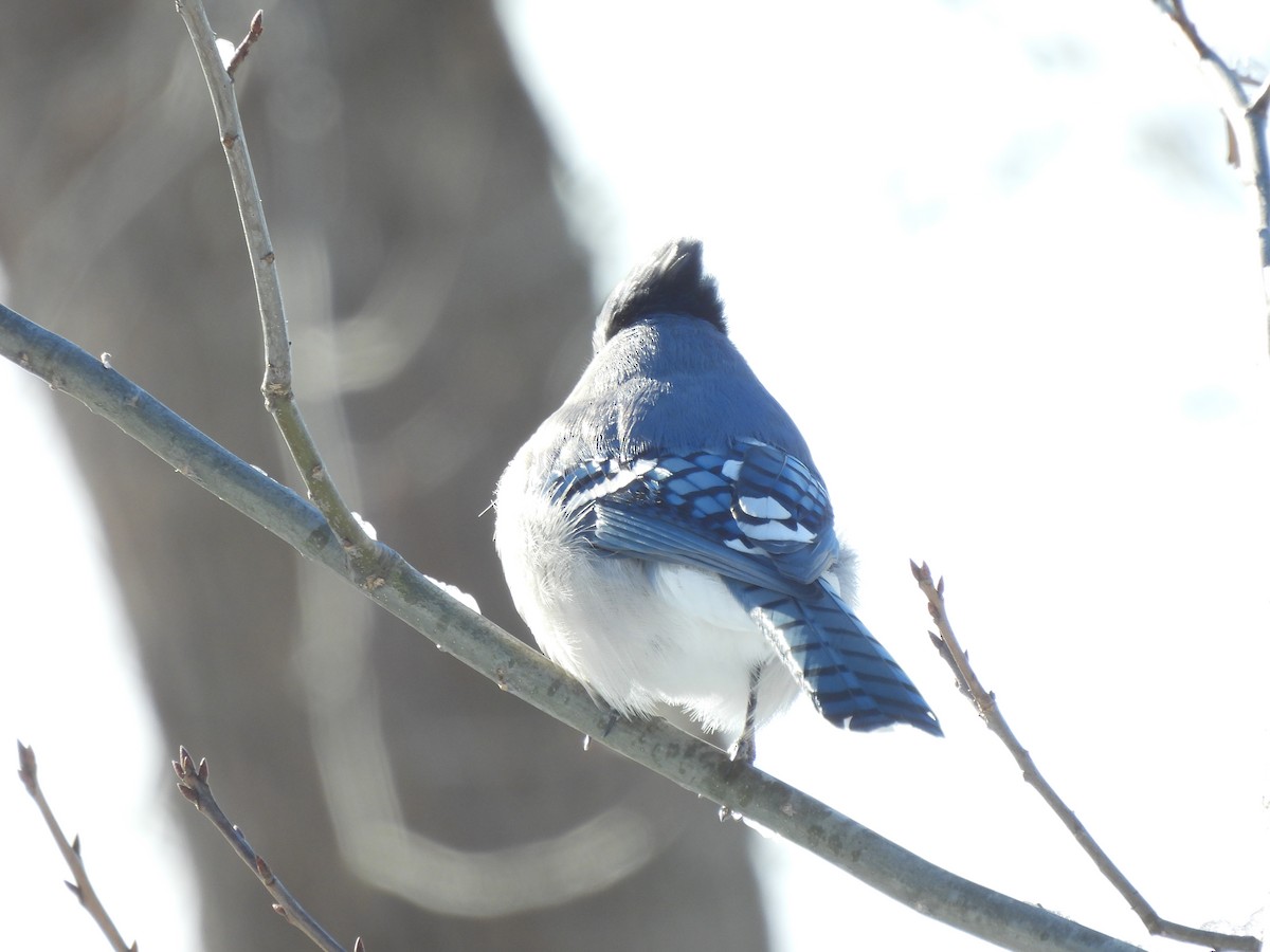 Blue Jay - ML413188321