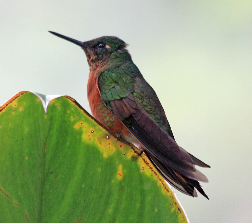 Chestnut-breasted Coronet - Penelope Bauer