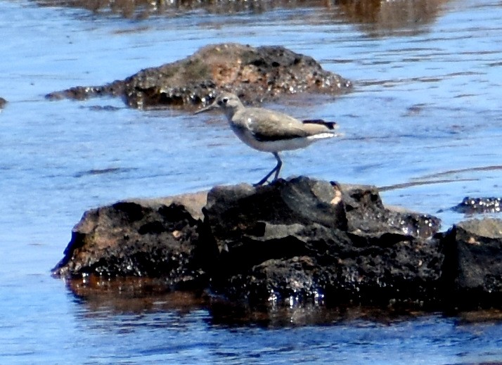 Spotted Sandpiper - ML413189111