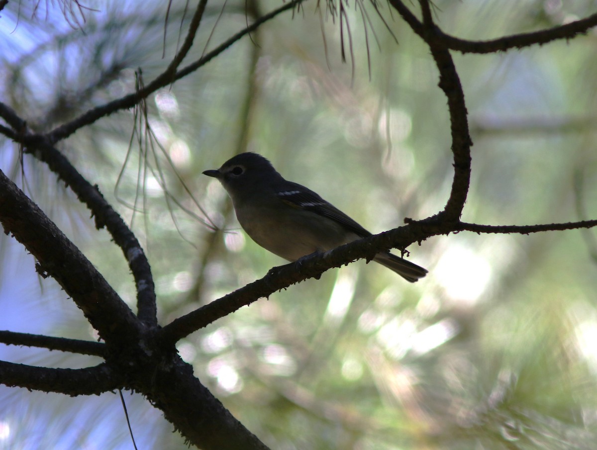 Plumbeous Vireo (Plumbeous) - Amy McAndrews