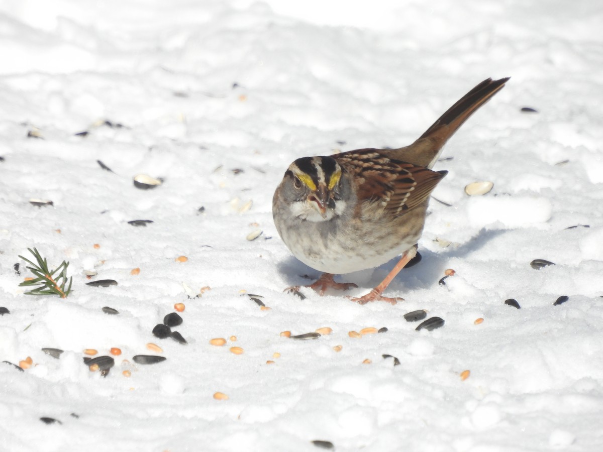 White-throated Sparrow - ML413190371