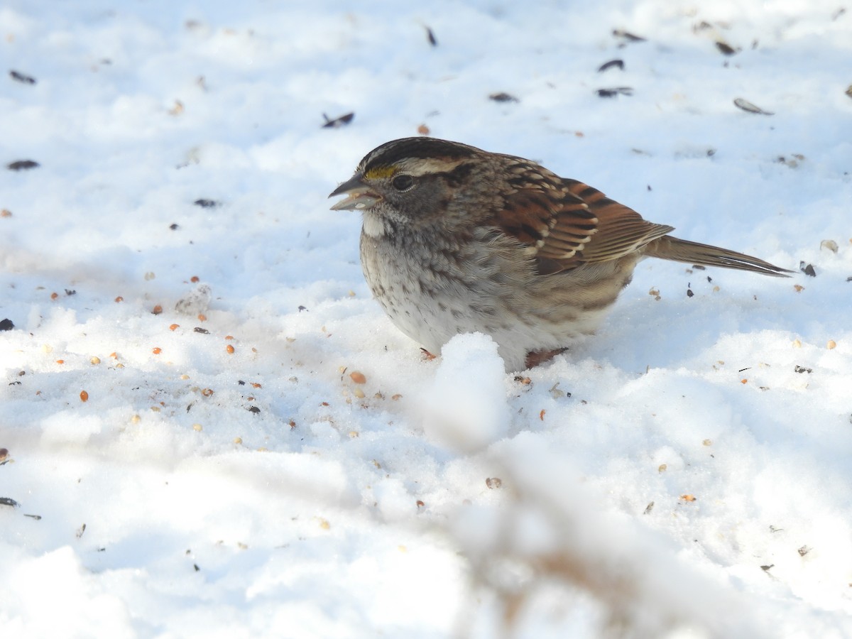 White-throated Sparrow - ML413190491