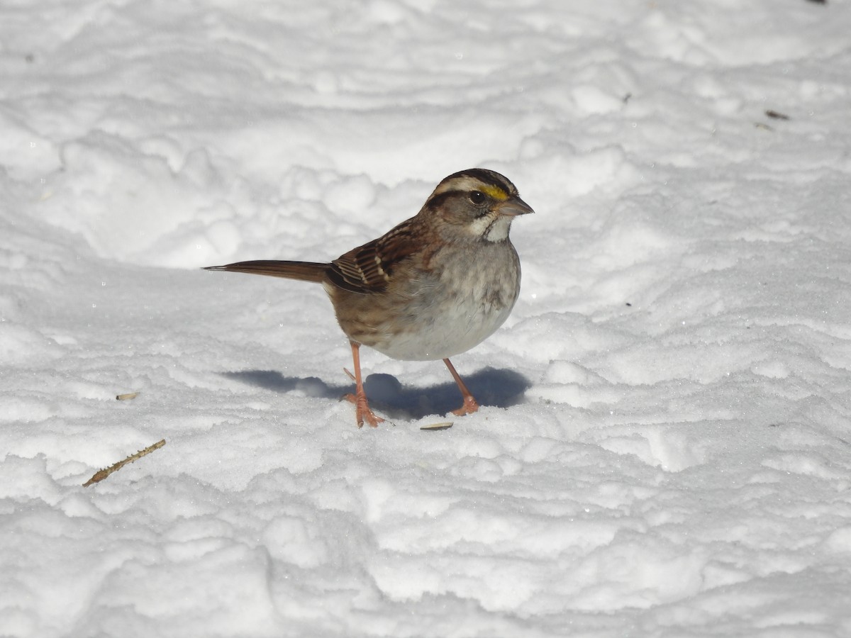 White-throated Sparrow - ML413190531