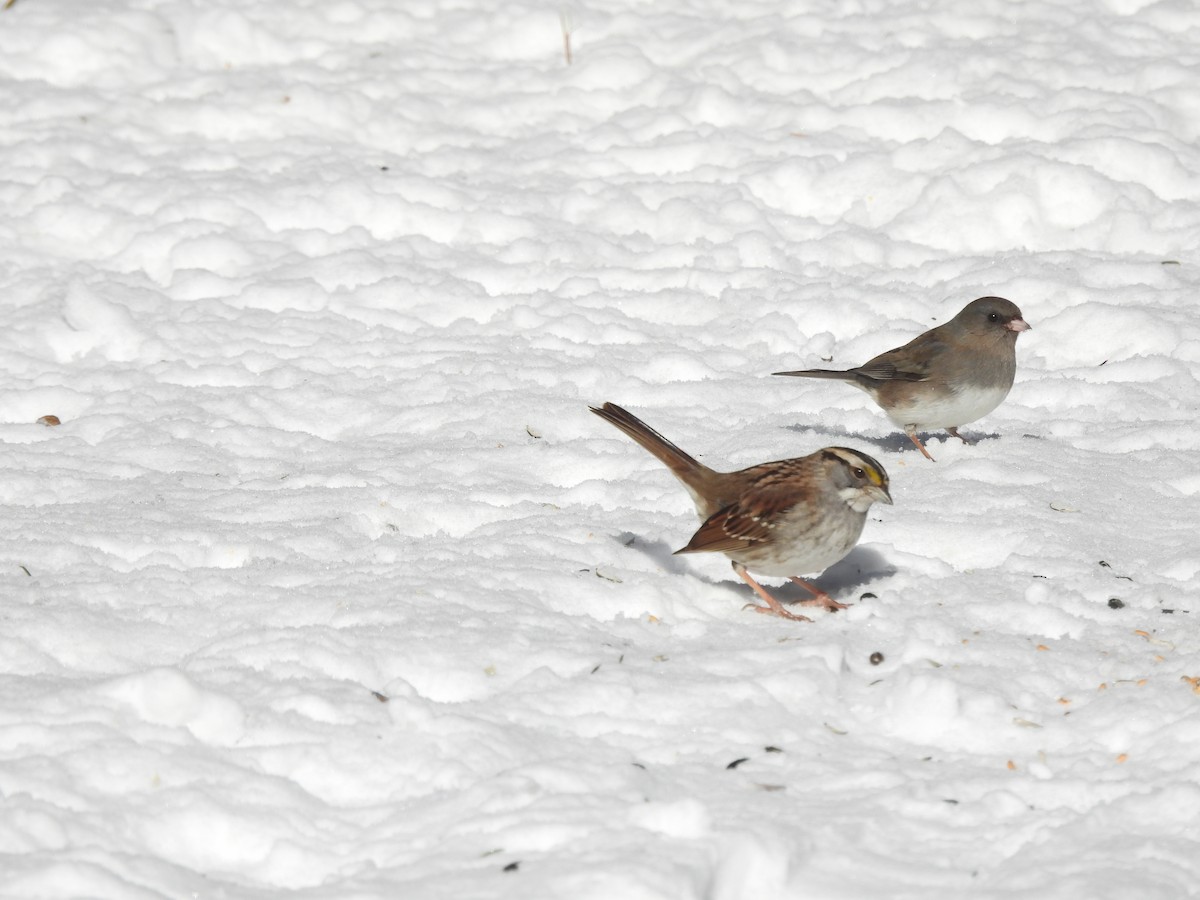 White-throated Sparrow - ML413190561